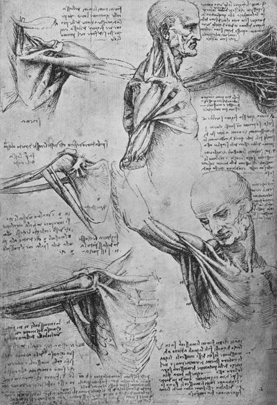 Études anatomiques du cou et des épaules d