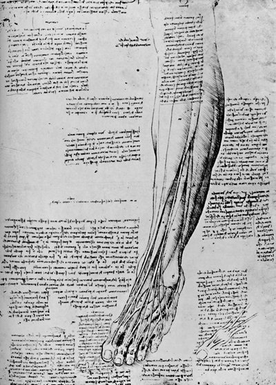 Étude anatomique des muscles du pied - Leonardo da Vinci