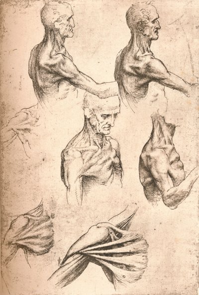 Dessin anatomique, vers 1472-1519, 1883 - Leonardo da Vinci