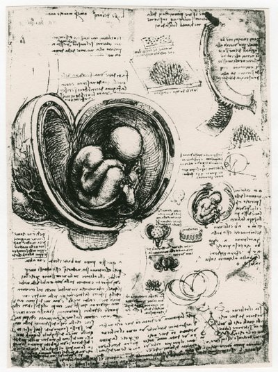 Croquis anatomique d