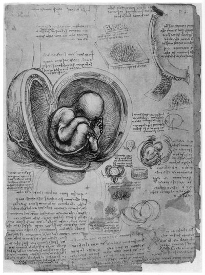 Croquis anatomique d