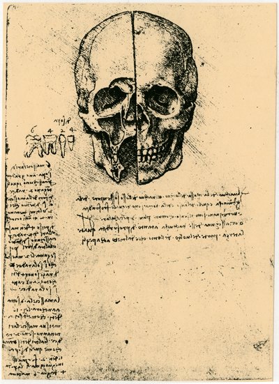 Croquis anatomique d