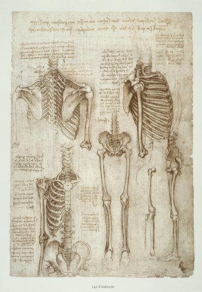 Études anatomiques - Leonardo da Vinci
