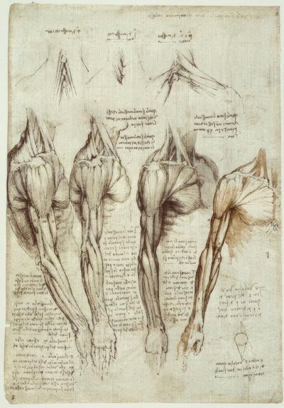 Études anatomiques - Leonardo da Vinci