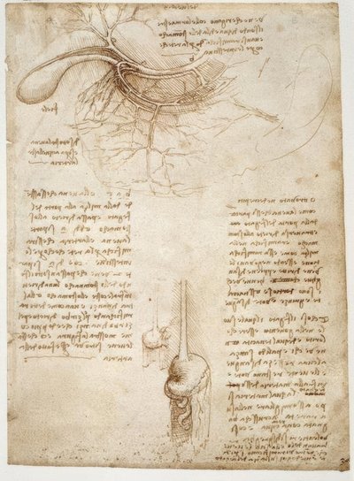 Études anatomiques - Leonardo da Vinci