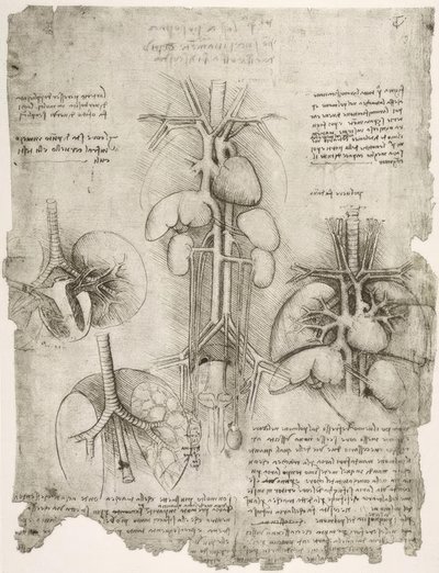 Études anatomiques - Leonardo da Vinci