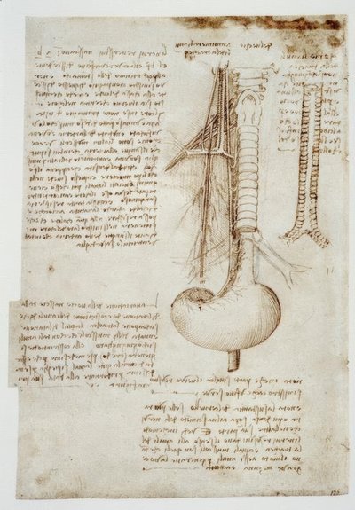 Études anatomiques - Leonardo da Vinci