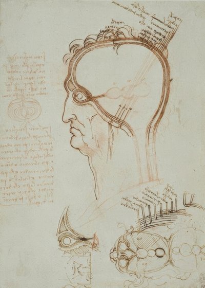 Études anatomiques - Leonardo da Vinci