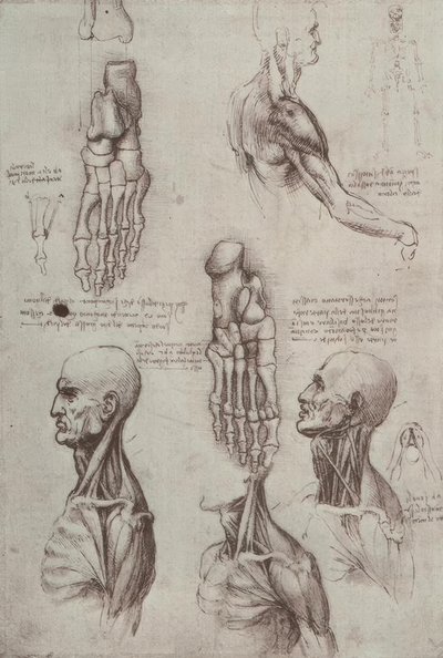 Études anatomiques - Leonardo da Vinci