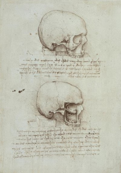 Études anatomiques - Leonardo da Vinci