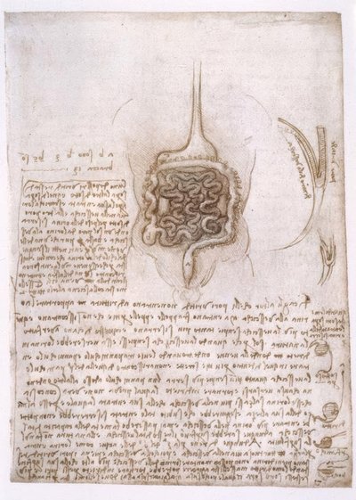 Études anatomiques - Leonardo da Vinci