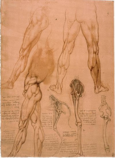 Études anatomiques : Musculature de la jambe - Leonardo da Vinci