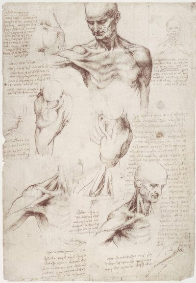 Études anatomiques : Les muscles superficiels du cou et de l