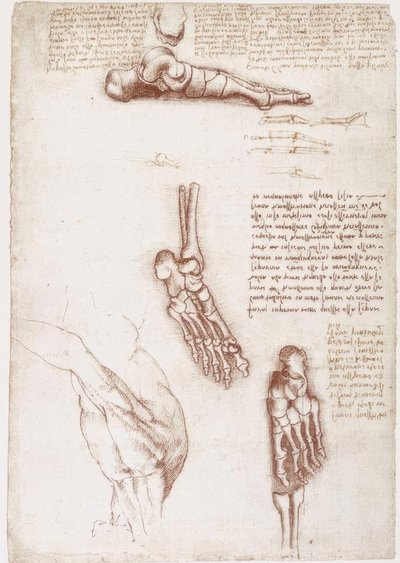 Études anatomiques : Anatomie superficielle de l