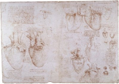 Études anatomiques : veines superficielles - Leonardo da Vinci