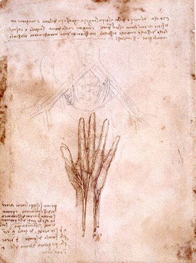 Études anatomiques : Esquisse des vaisseaux pelviens - Leonardo da Vinci