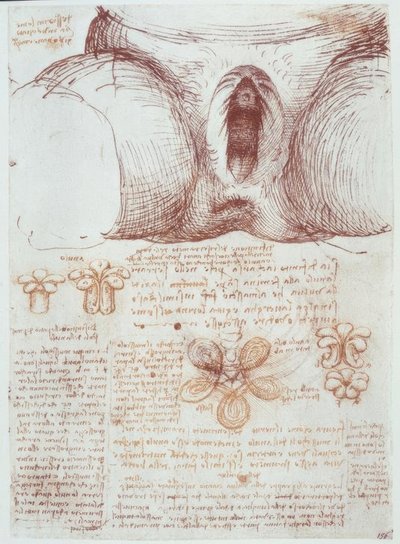 Études anatomiques: Vulve d