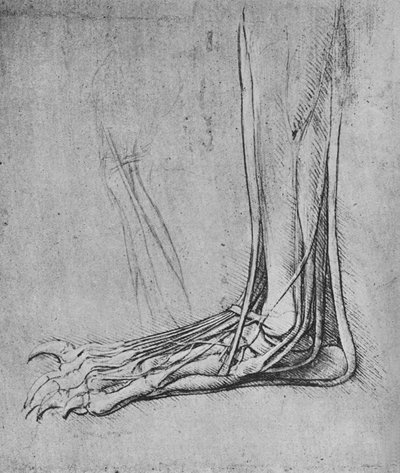 Dissection d