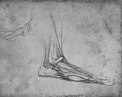 Dissection d