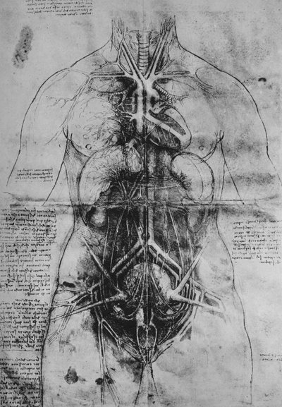 Dissection des principaux organes d