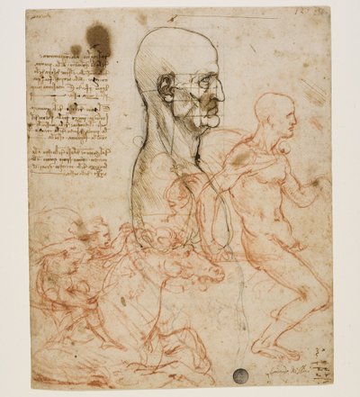 Buste humain de profil avec étude des proportions, vers 1490-1499 - Leonardo da Vinci