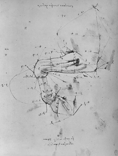 Dessin mesuré de la jambe avant gauche d