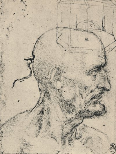 Profil à droite d