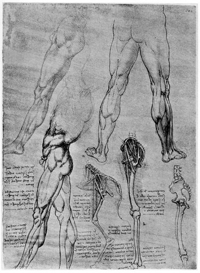Études en anatomie comparée - Leonardo da Vinci