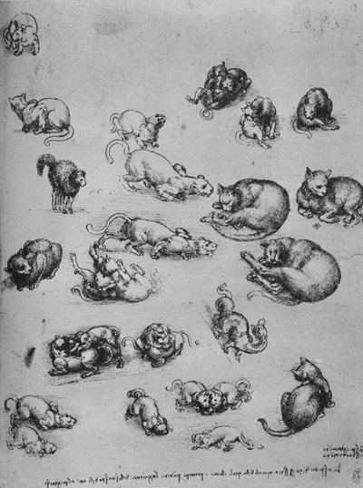 Études de chats et d