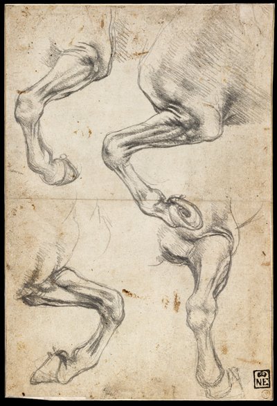 Études de la jambe du cheval - Leonardo da Vinci