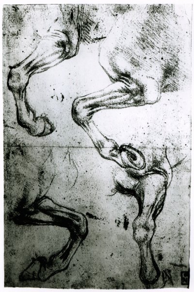 Études de jambes de chevaux - Leonardo da Vinci