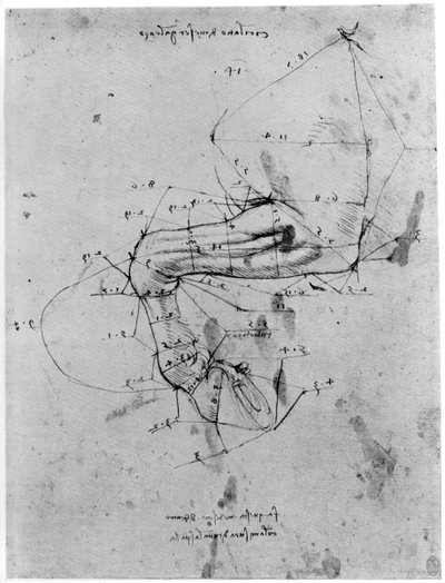 Étude de la proportion de la jambe d