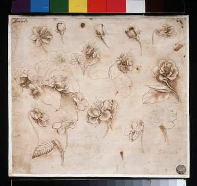 Étude de fleurs - encre sur papier, vers 1483 - Leonardo da Vinci