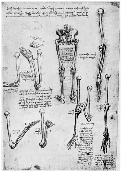 Étude des os humains, fin 15e ou 16e siècle, 1954 - Leonardo da Vinci