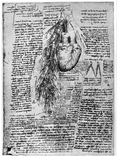 Étude du cœur et des artères bronchiques - Leonardo da Vinci
