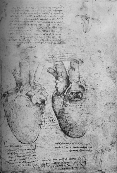Deux dessins du cœur, vers 1480 - Leonardo da Vinci