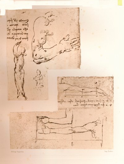 Deux dessins illustrant la théorie des proportions de la figure humaine, vers 1472-1519 - Leonardo da Vinci