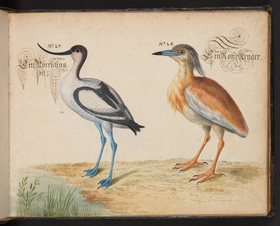 Avocette et héron crabier - Leonhard Baldner