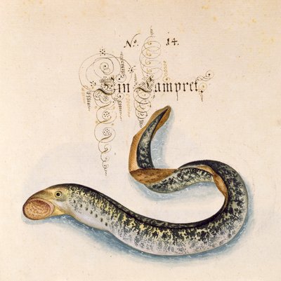 Lamproie de mer - Leonhard Baldner