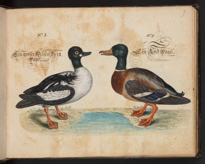 Description et délinéation naturelle exacte des oiseaux aquatiques, poissons, quadrupèdes, insectes et vers trouvés dans les eaux de Strasbourg, que j