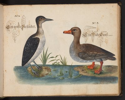 Description et délinéation naturelle exacte des oiseaux aquatiques, poissons, quadrupèdes, insectes et vers trouvés dans les eaux de Strasbourg, que j