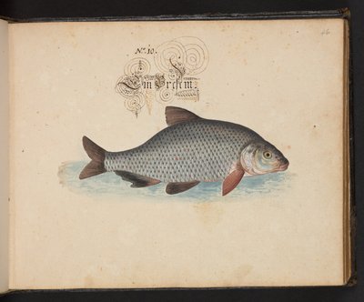 Description et délinéation naturelle exacte des oiseaux aquatiques, poissons, quadrupèdes, insectes et vers trouvés dans les eaux de Strasbourg, que j
