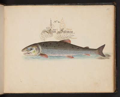 Description et délinéation naturelle exacte des oiseaux aquatiques, poissons, quadrupèdes, insectes et vers trouvés dans les eaux de Strasbourg, que j