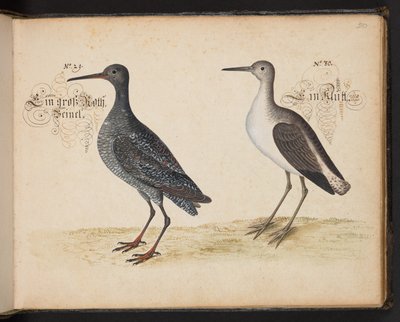 Description et délimitation naturelle exacte des oiseaux d