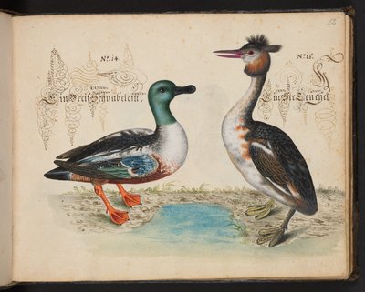 Description et délimitation naturelle exacte des oiseaux d