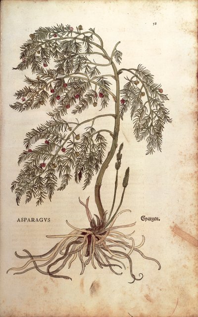 Asperge (Asparagus officinalis) de De historia stirpium commentarii insignes, gravure en couleur - Leonhard Fuchs