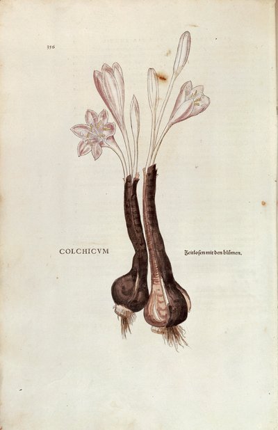 Colchique d