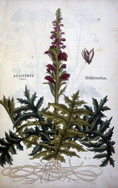 Planche botanique : Acanthus ou Acanthus - Dans « De Historia Stirpium commentarii insignias » par Leonhart Fuchs - Leonhard Fuchs