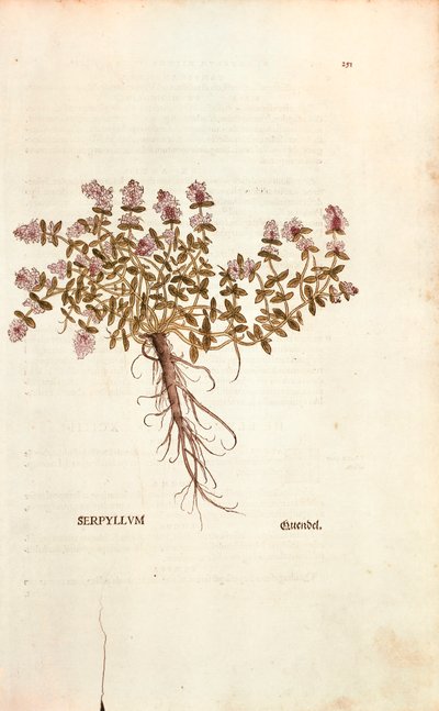 Thym serpolet (Thymus serpyllum) de De historia stirpium commentarii insignes (Commentaires notables sur l
