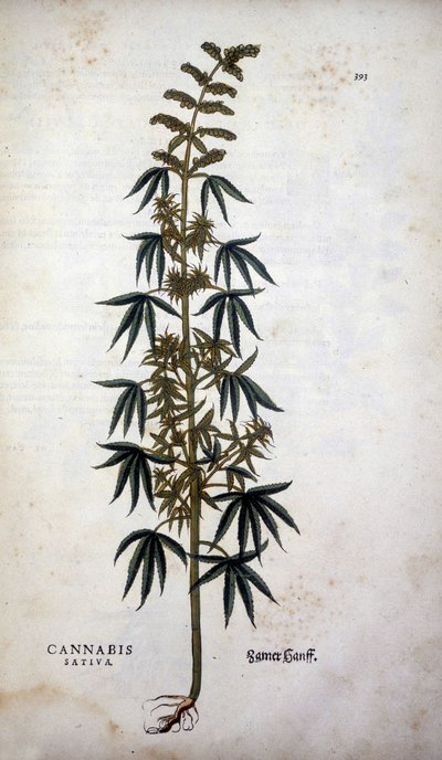 Cannabis Sativa (Chanvre cultivé) - dans « De Historia Stirpium commentarii insignia » par Leonhart Fuchs - Leonhard Fuchs